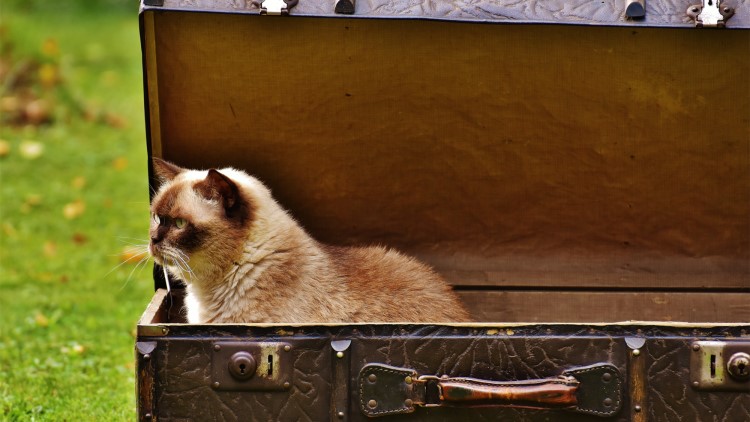 猫咪五种性格类型,猫咪有这6种表现说明你养得好