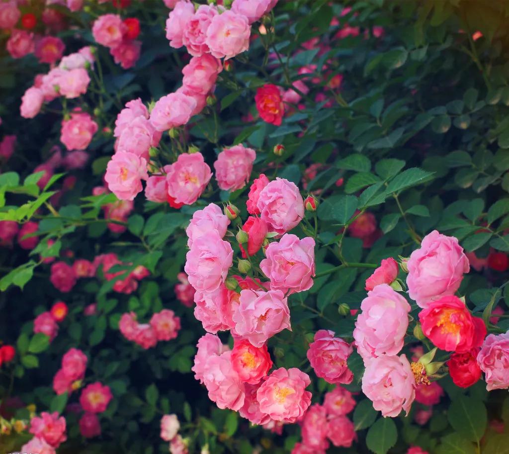 战旗村妈妈农庄,到战旗村妈妈农庄怎么走