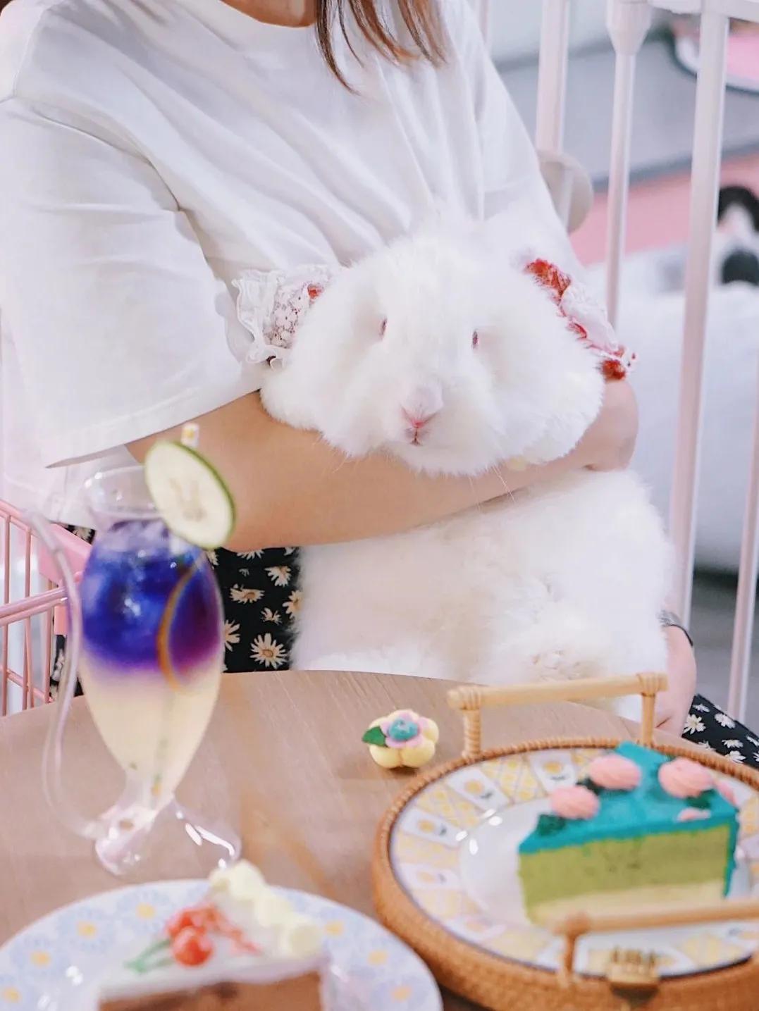 兔子馆三里屯,深圳三里屯兔子馆