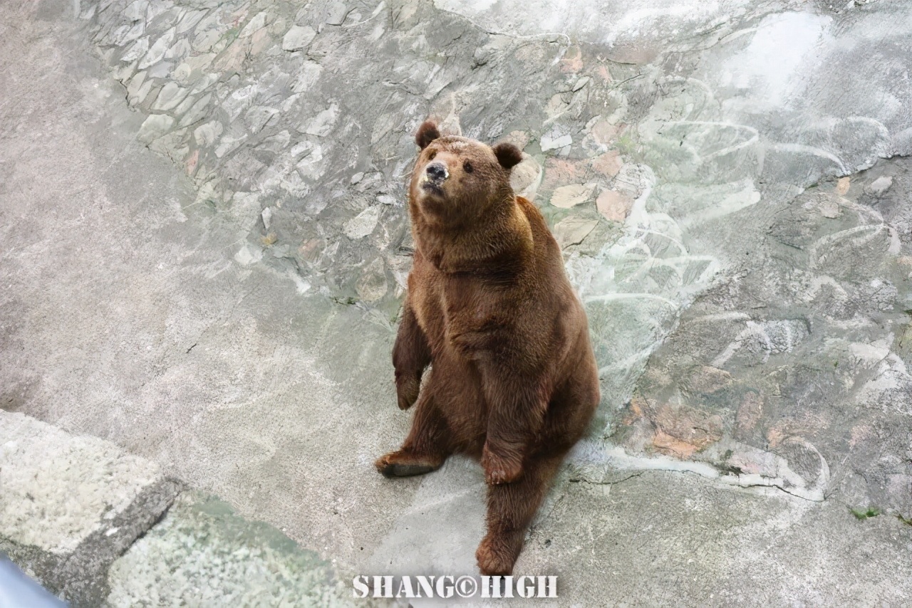 和平公园动物岛还有吗,和平公园可以喂动物吗