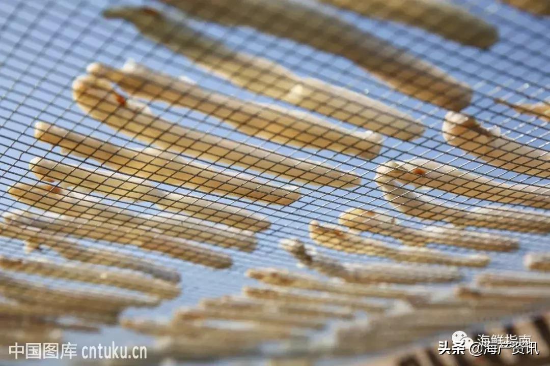 可以吃的海虫都有哪些,沙虫海肠的区别