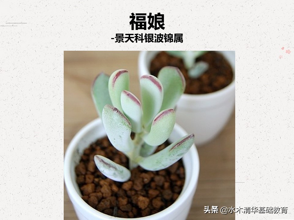 梦幻女王多肉植物百科图谱,原产地多肉植物图谱pdf