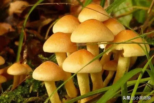 种蘑菇的利润与成功率,种蘑菇投资大吗