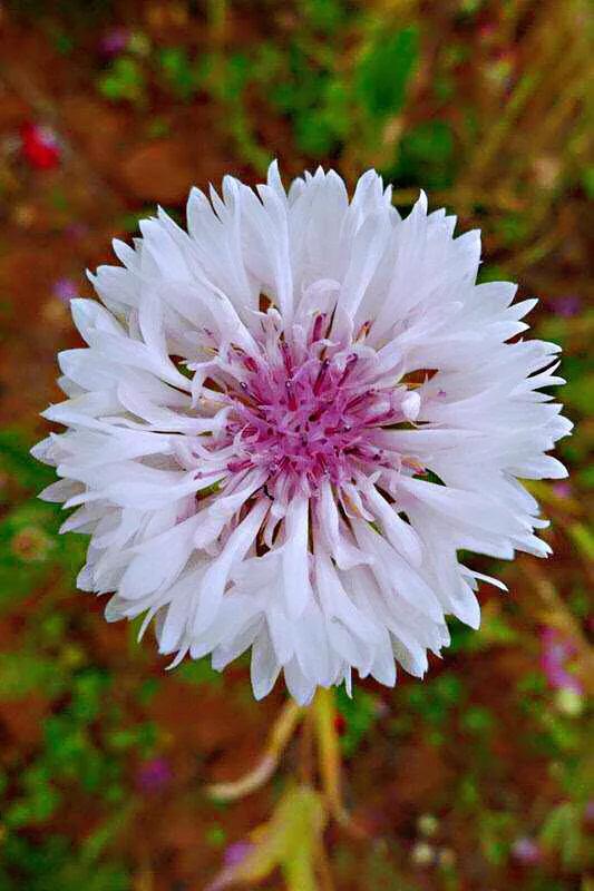 德国国花什么颜色的矢车菊,矢车菊国花