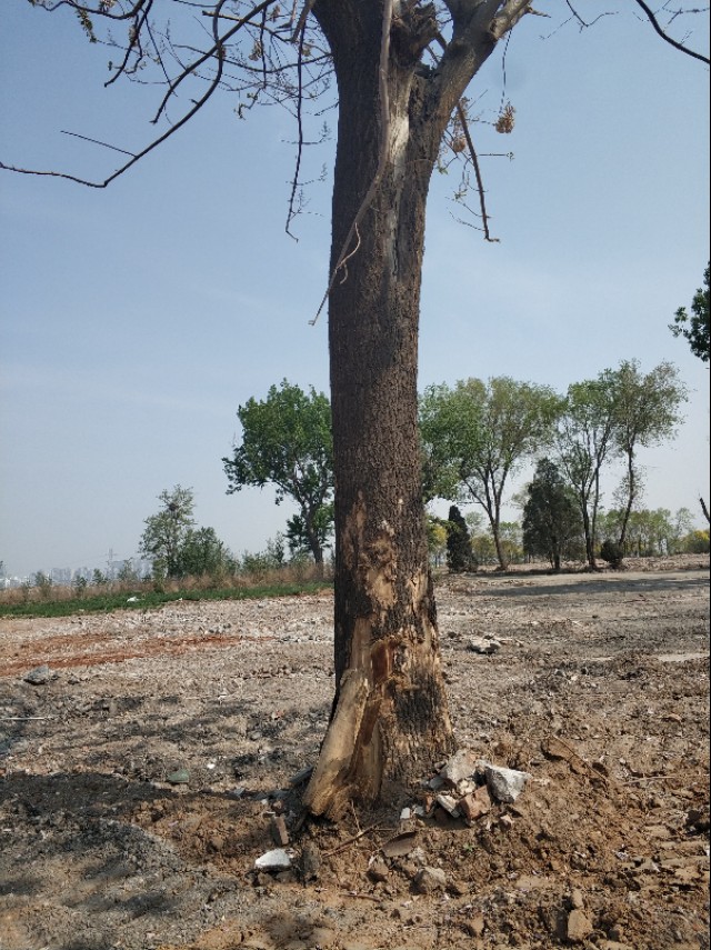 大连石灰石矿地块土拍,大连石灰石矿王健林还开发吗