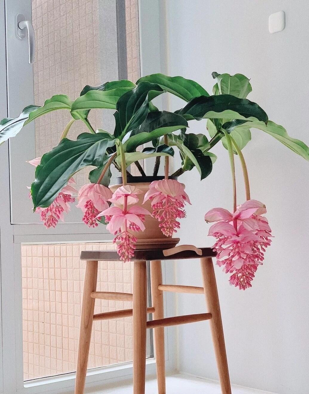 这几种花卉，冬天在家养上几盆，高端大气上档次