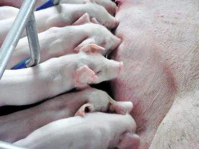 农村现在干什么挣钱快又稳,农村现在干什么赚钱多