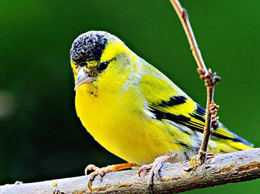 黄雀鸣叫欣赏,黄雀翅膀羽毛