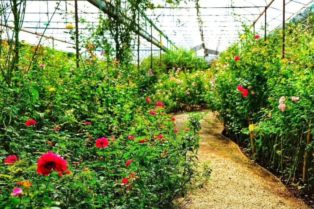 清迈美食攻略大全,最新清迈美食攻略