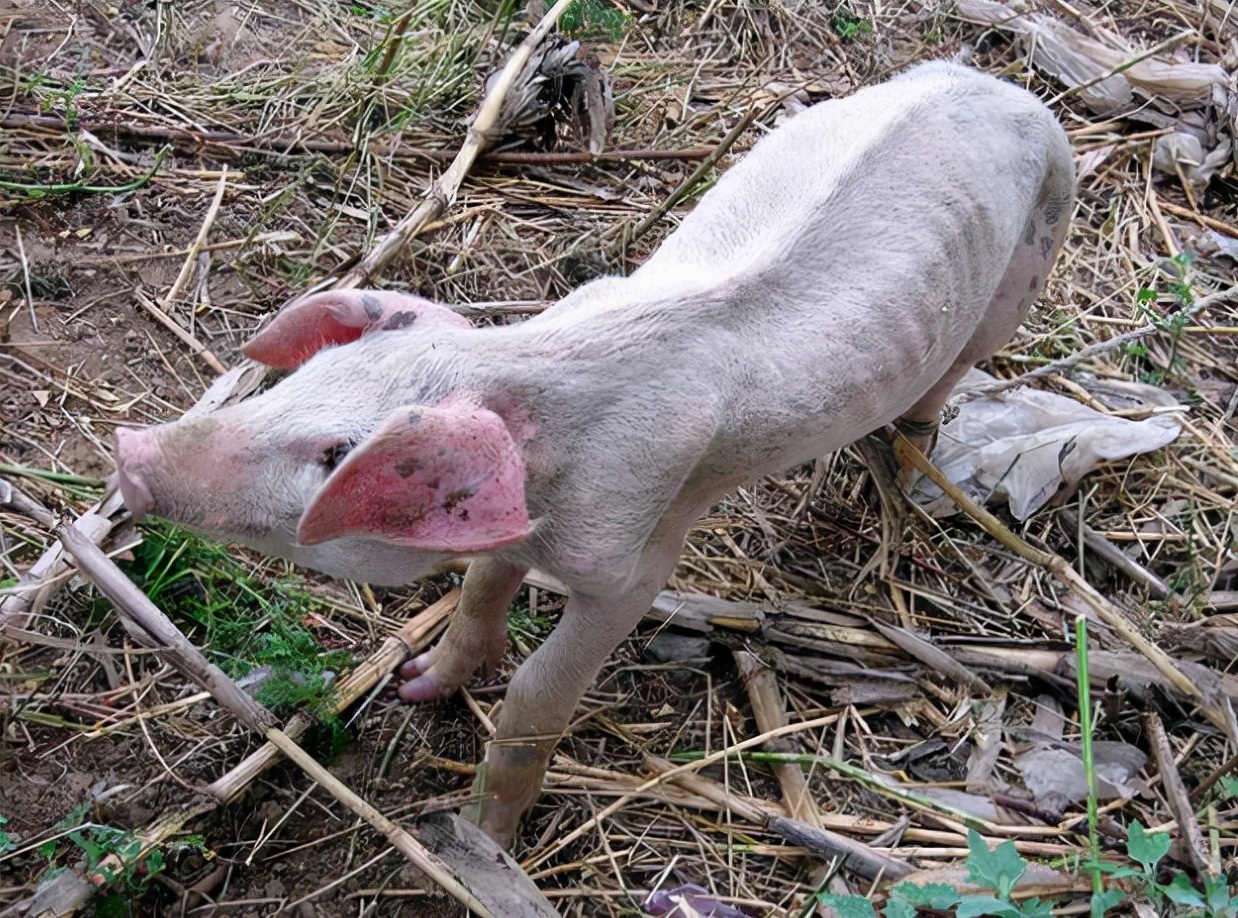 最近小猪不吃食怎么办,小猪不爱吃食怎么办