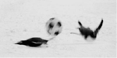 企鹅到底算不算鹅呢,企鹅是一群好的鹅吗