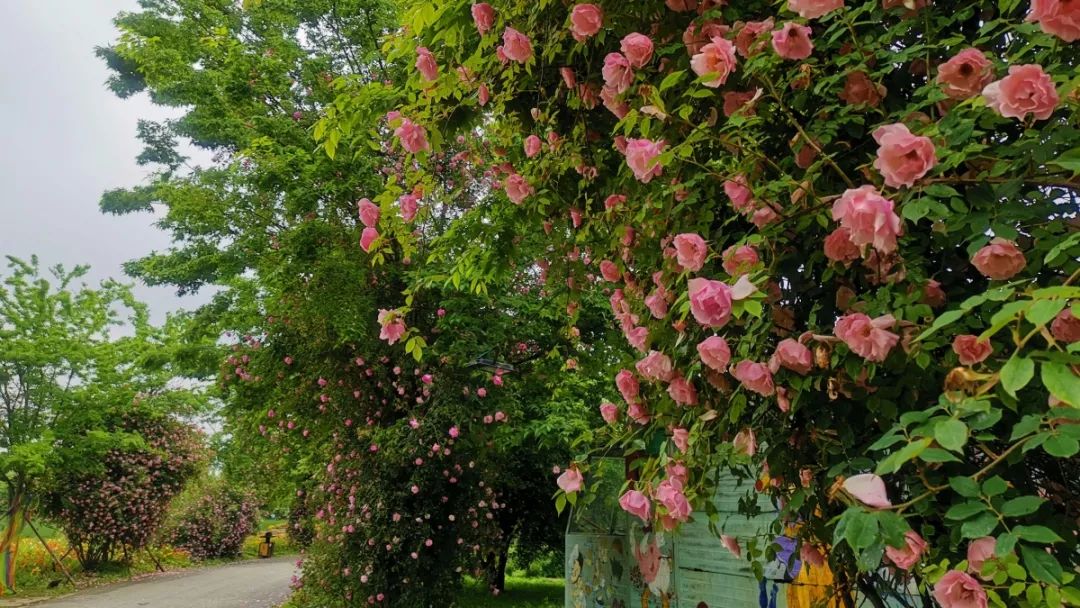 鹅湖玫瑰园花期,鹅湖玫瑰园美篇