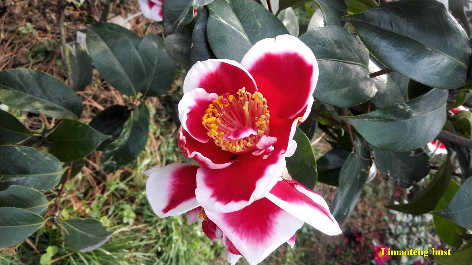 话说油茶树,山茶花油茶和茶梅的区别图片