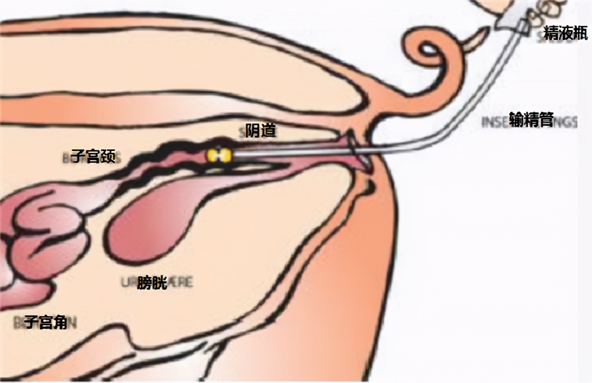母猪怎样管理才能不返情,春季母猪管理要点