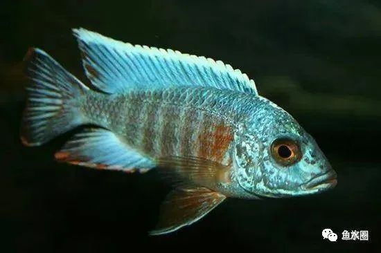 三湖慈鲷马鲷孔雀鱼多久发色,三湖慈鲷鱼之马鲷鱼