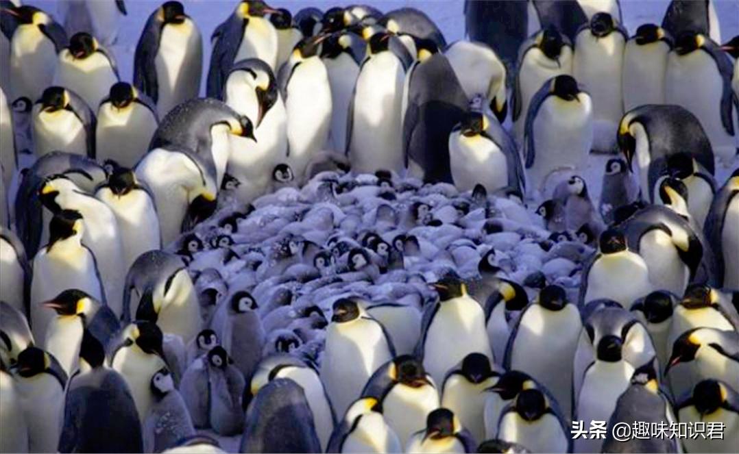 100个超级有趣的冷知识,那些稀奇古怪的冷知识