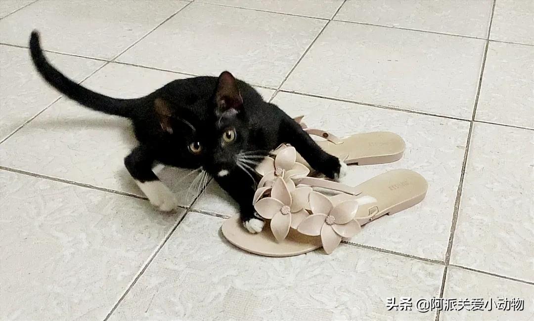 盖雪:信女愿一生荤素搭配,祈望这只拆家啊不,旺家猫找到新家