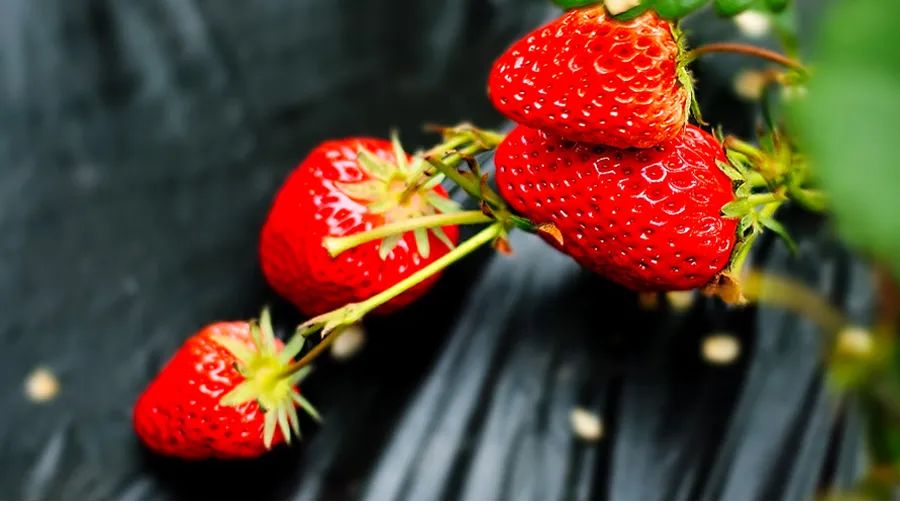 幼儿草莓的手工画,儿童画草莓简单漂亮