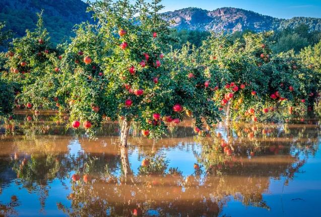 云南大理宾川突尼斯软籽石榴,宾川突尼斯无籽石榴