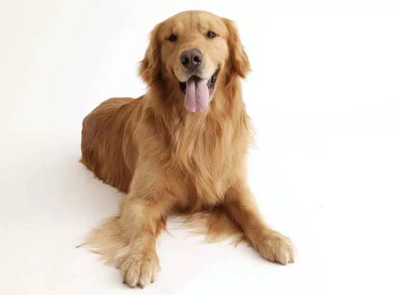 常见的养宠问题,养宠小知识驱虫