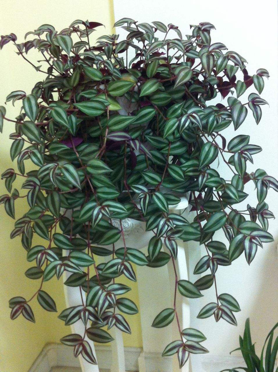 家里养的花怎么养才能旺,家庭养什么花好养不愿死