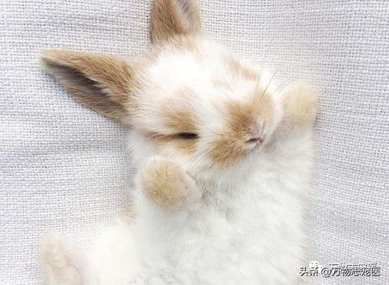 兔兔要死之前的征兆,兔兔突然死亡的原因