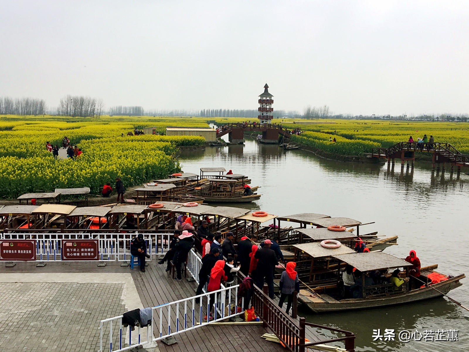 油菜花一片片的像什么,梯田油菜花和平原油菜花