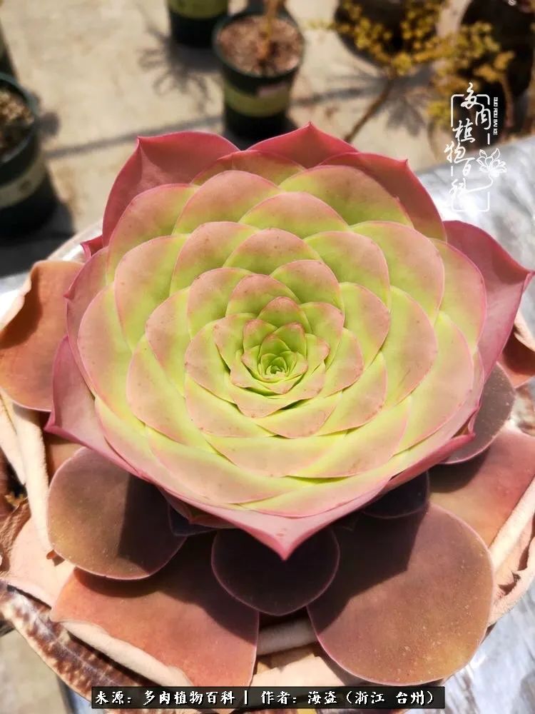 独爱玫瑰与法师！解密金老板和他的屋顶御花园