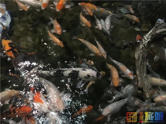 周末有风？别怕，来北京这里看花花草草和无数小可爱！猜到是哪里了吗？