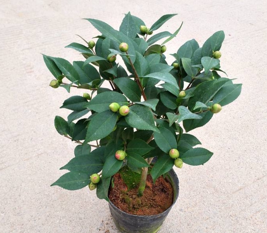 香妃茶花一年四季都在开花吗,为什么我的香妃茶花开花不香