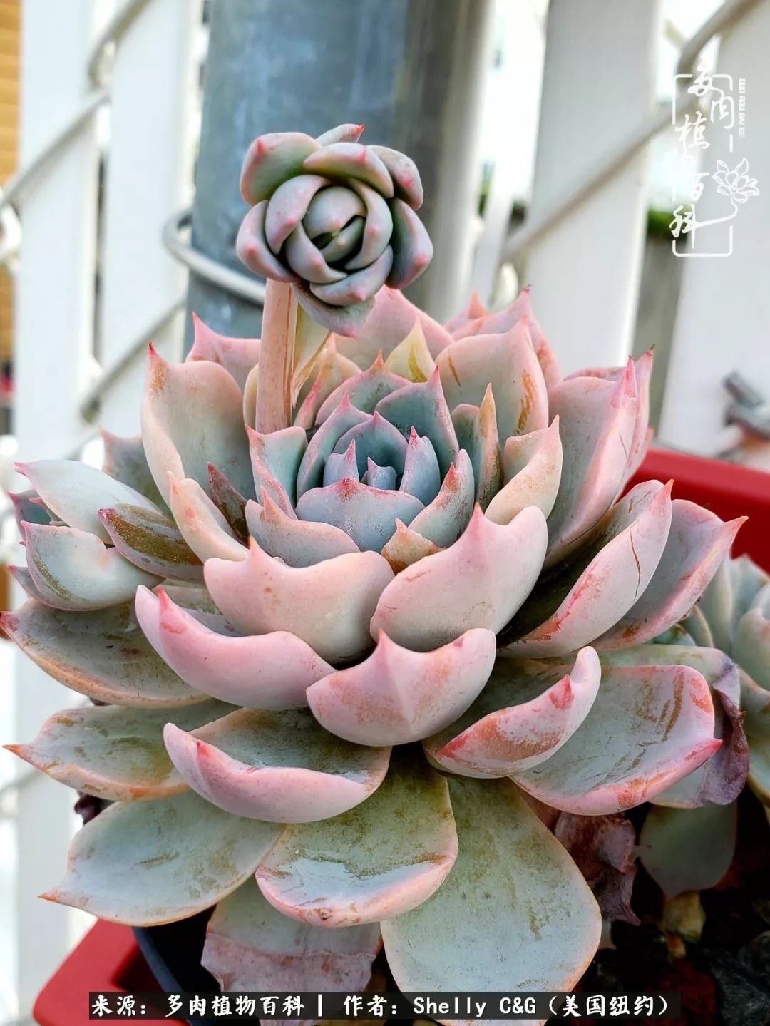 美国纽约有多少华裔人,美国纽约有多少个华人