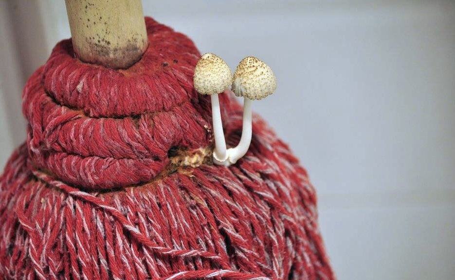 木地板拖地老是闻到一股腥味,拖地老是闻到一股腥味