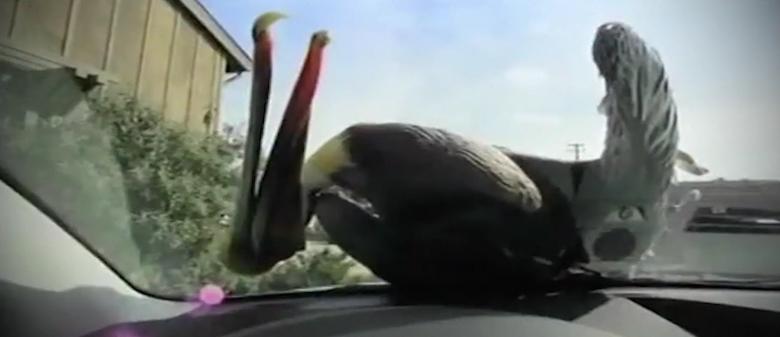 1998年美国海岸大批生物突发异样，专家共同侦查，真凶竟是天气