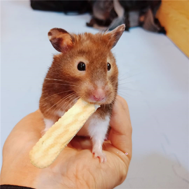 仓鼠幼鼠需要吃什么粮食,仓鼠颊囊炎期间怎么喂食