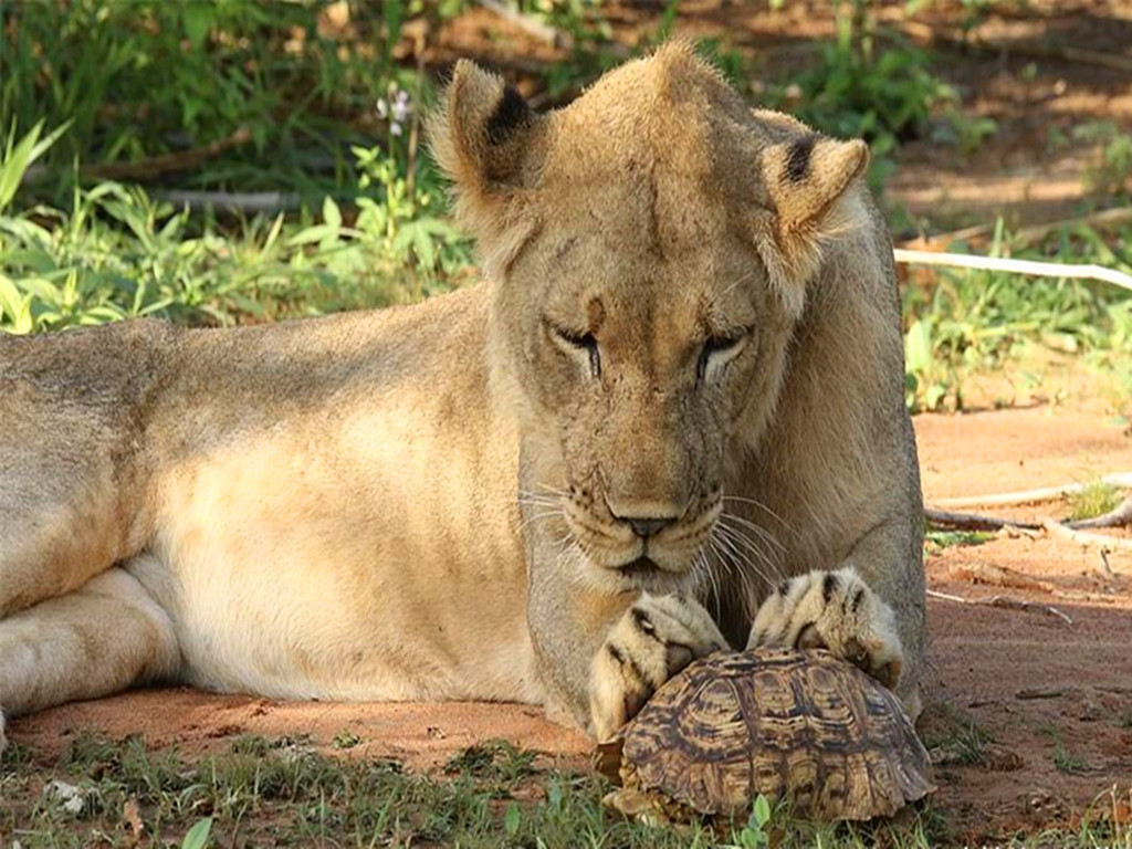 乌龟被拆了还能活吗,乌龟被挖出来