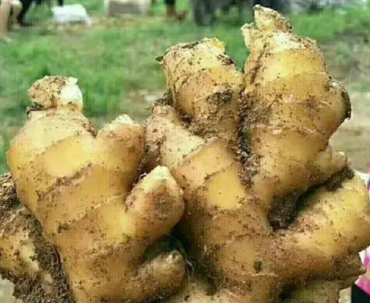 生姜成长记第二季,生姜成长过程步骤图