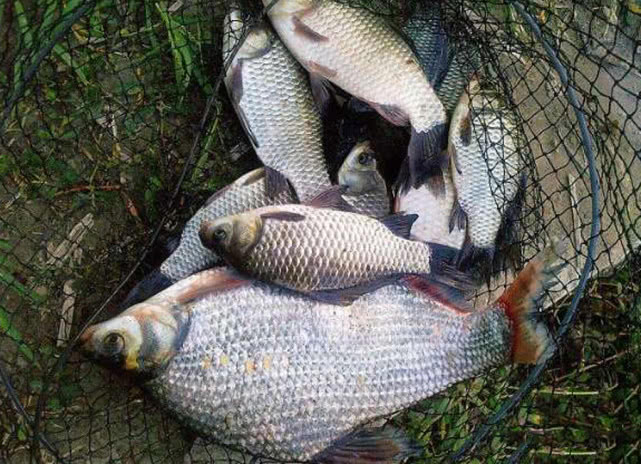 鲜嫩入味的清蒸鱼,肉质紧实的清蒸鱼有哪些