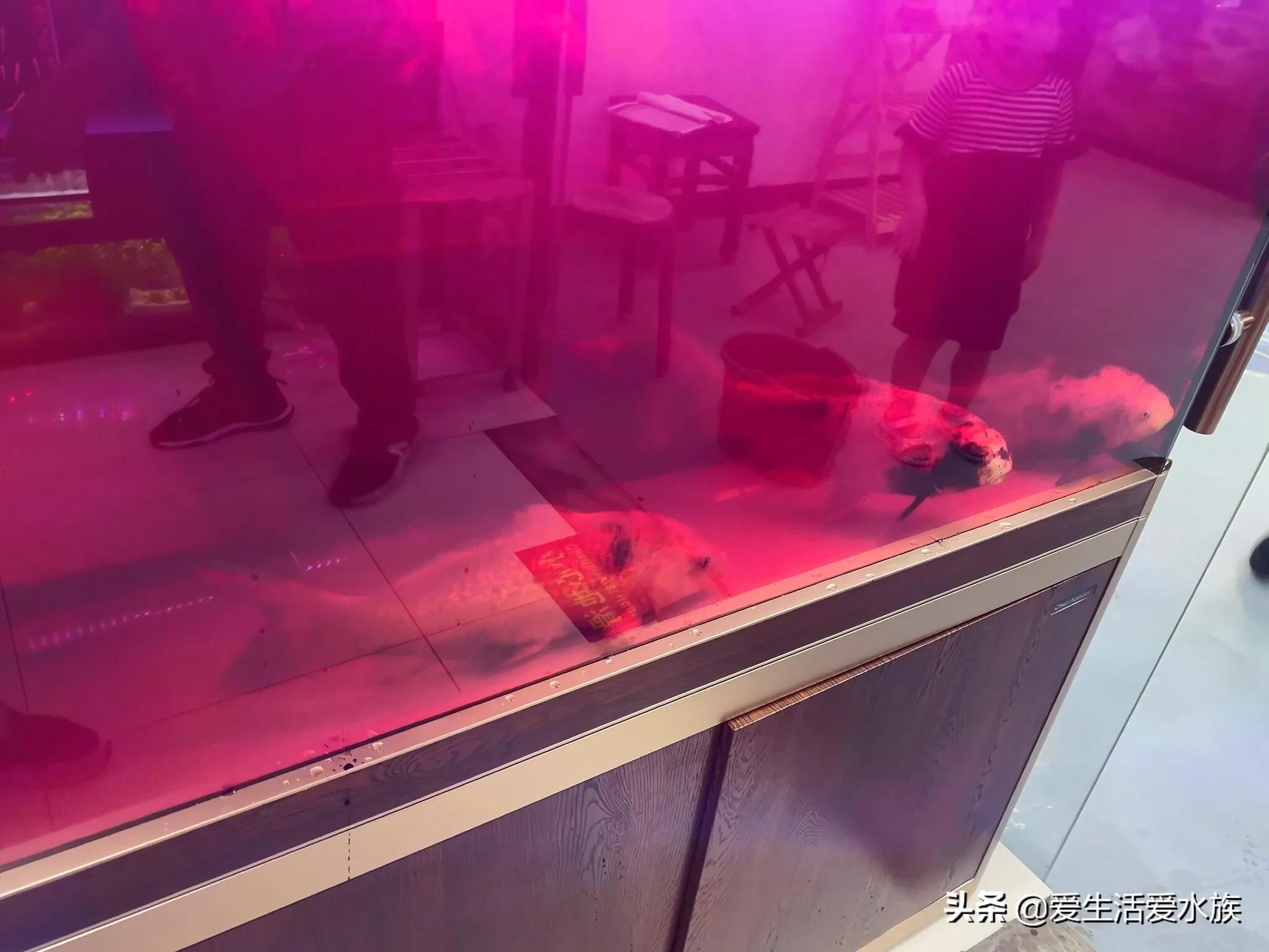 锦鲤身体烂能治好吗,锦鲤治病期间为啥不喂食了