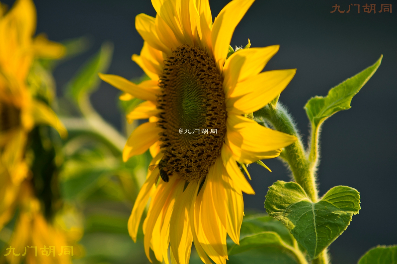 法国旅游葡萄酒庄,法国波尔多酒庄旅游攻略