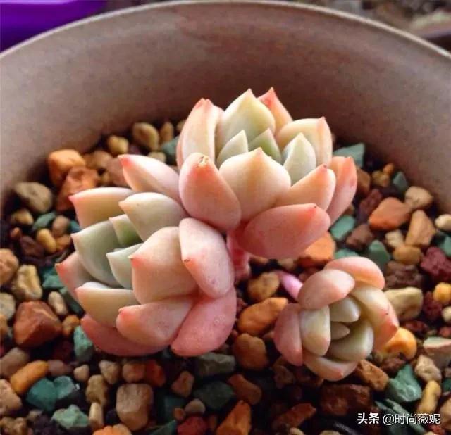 看看多肉萌新“水贴吧”的专业“10句黑话”，时常唬住“*江老**湖”