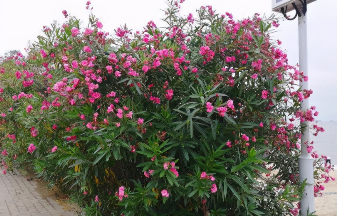 10种最毒花卉,20种大毒花