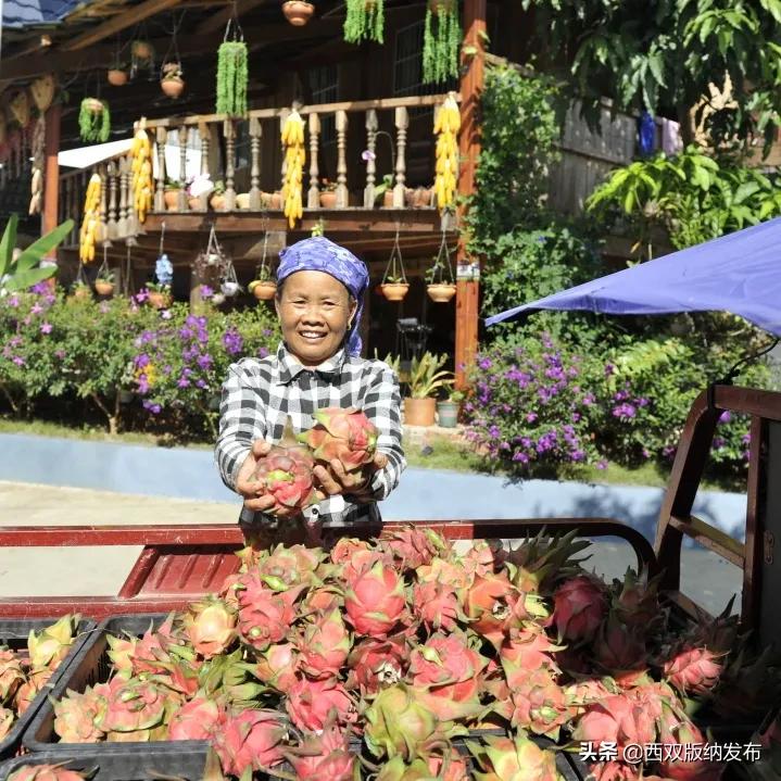 幸福打洛产业振兴路上瓜果飘香