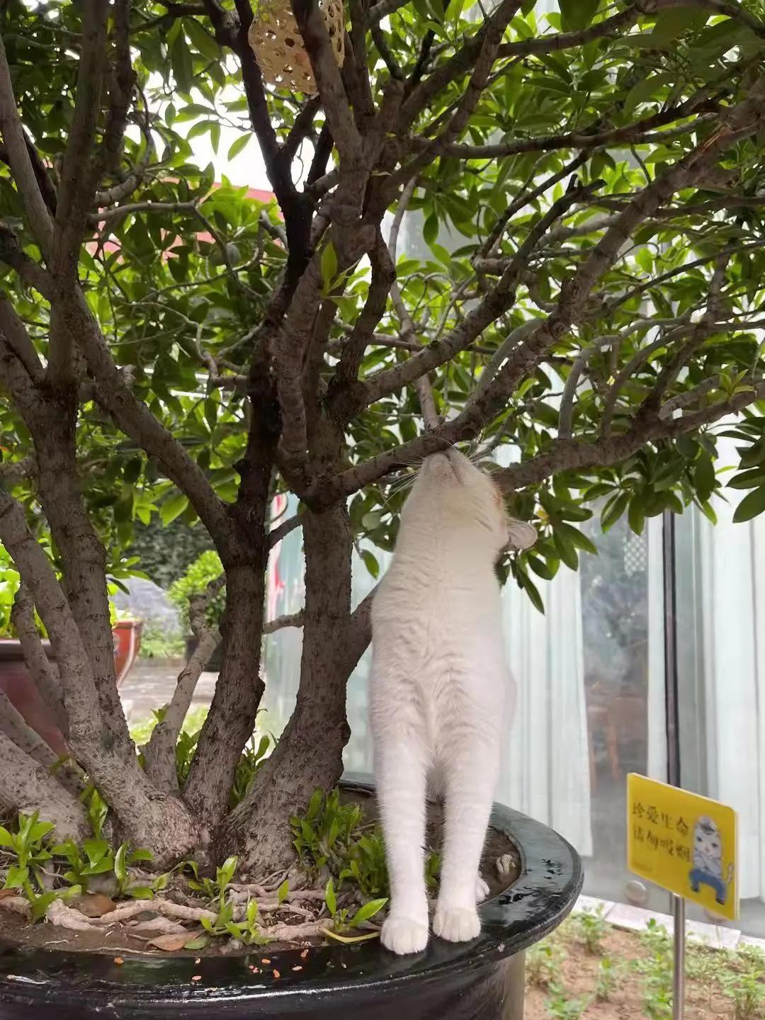 米麒麟：我掉缸怎么了？