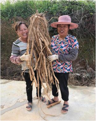 高丽参牛大力泡酒,花旗参牛大力
