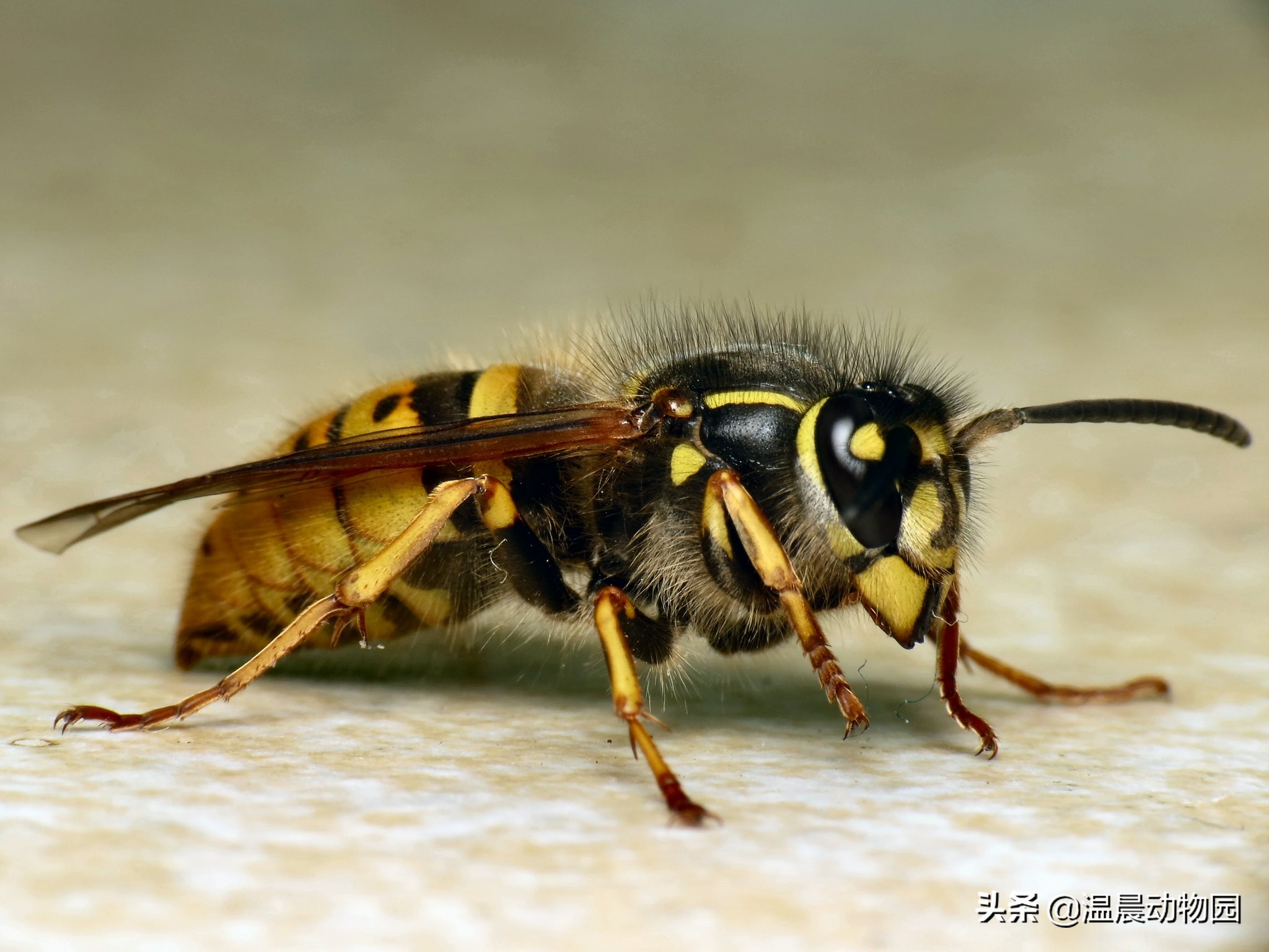 可怕的虫子科普知识,揭秘各种虫子