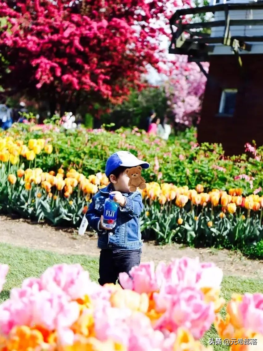 荷兰小镇郁金香盛开,荷兰小镇郁金香花海