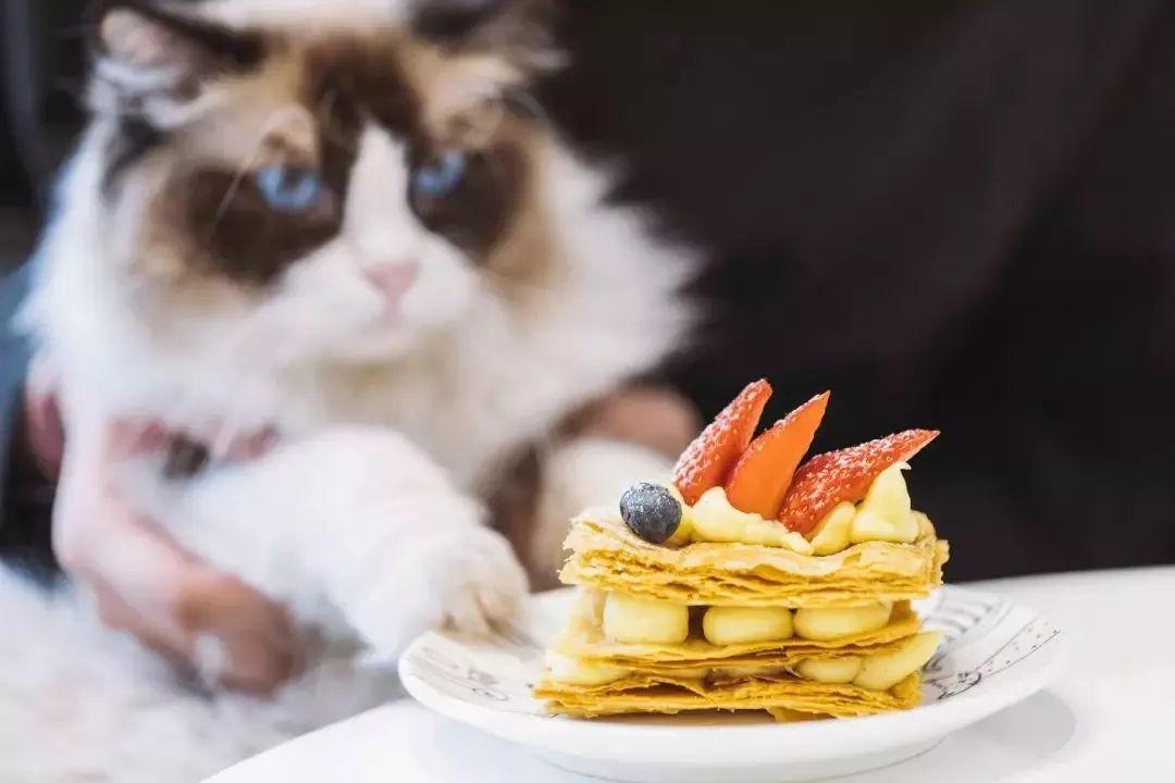 适合带猫咪下午茶好去处,佛山南海区猫咪推荐