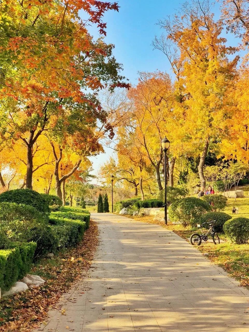 黄了！山东爆火的“银杏林”，千余亩的曼妙绝伦，只等你来！