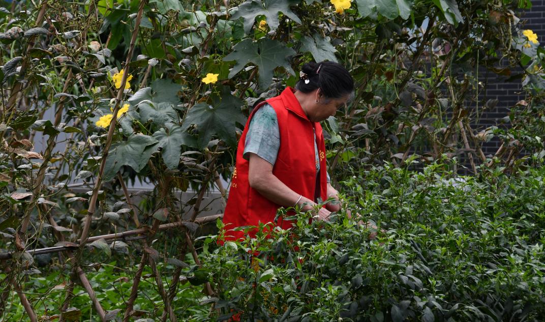 成都新都区军屯镇郭家村,成都新都军屯郭家村