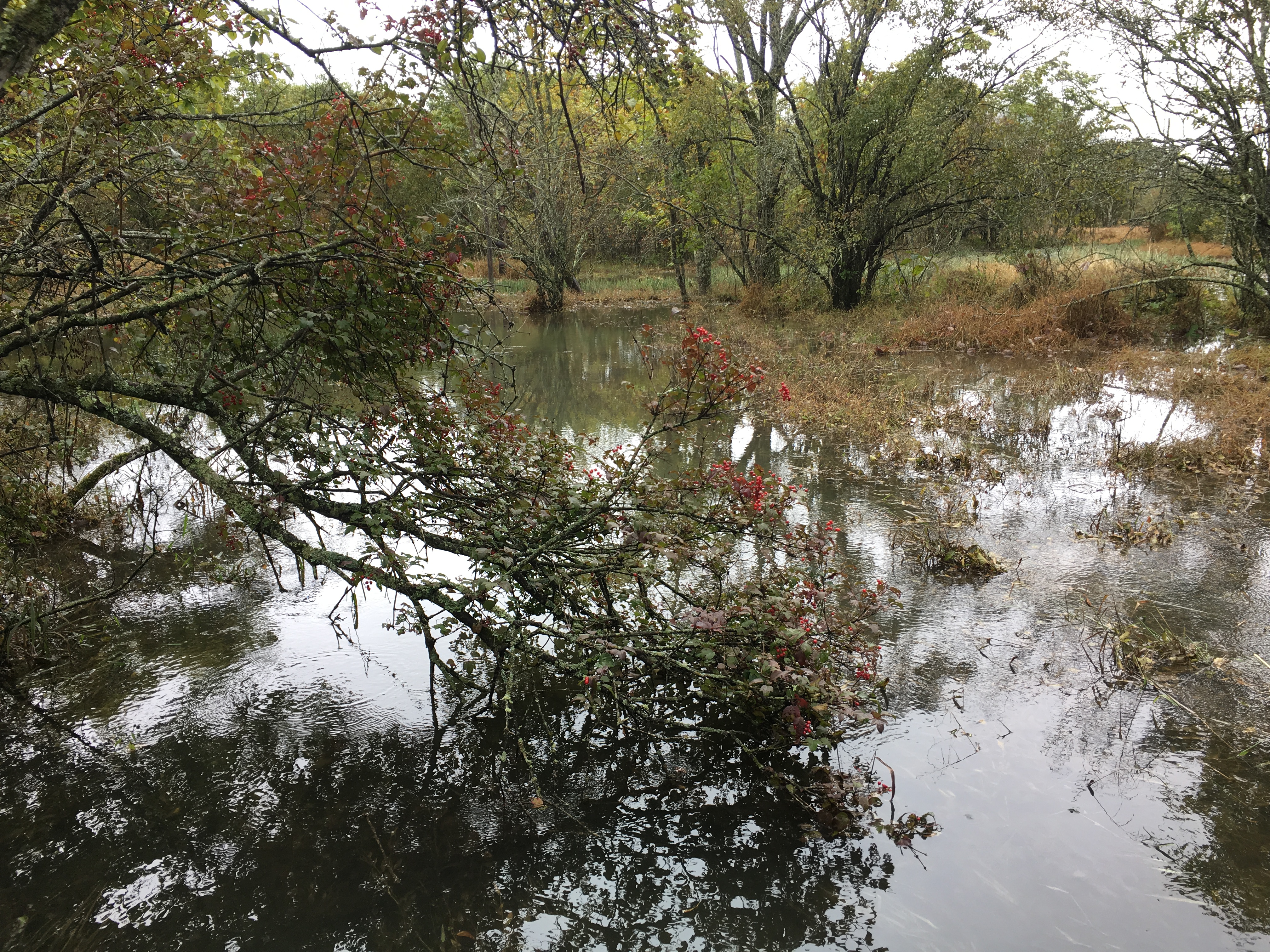 雨中神农架探秘之旅｜国庆节武汉至神农架自驾游攻略分享